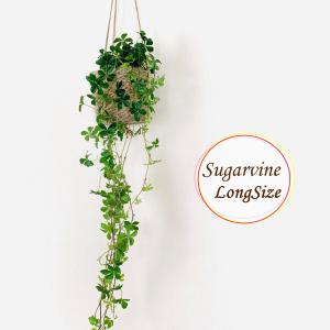 ASTIER de VILLATTE. Astier de Villatte アスティエ・ド・ヴィラット