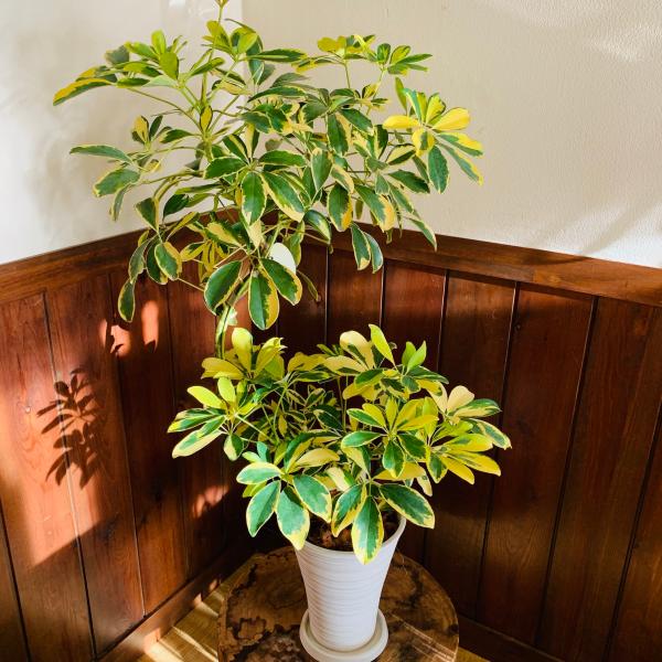 送料無料　シェフレラ　ハッピーイエロー 6号　プラ鉢　受け皿付き　ギフト　新築祝い　引越し祝い