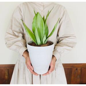 観葉植物 サンスベリア シルバーキング アンティーク陶器鉢 受け皿付き