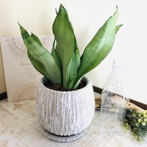 観葉植物 サンスベリア シルバーキング アンテ...の詳細画像2