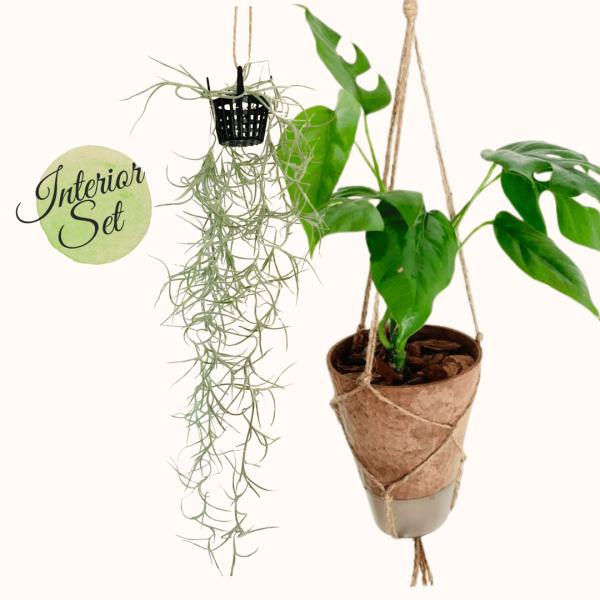 おしゃれ　観葉植物　吊り下げ　モンステラ　スパニッシュモス　エアプランツ　木の香りがする鉢　壁掛け　...