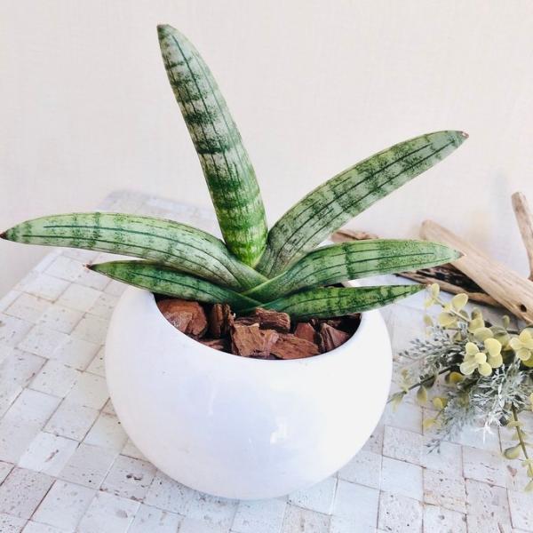 観葉植物　おしゃれ　サンスベリア　ボンセレンシス　たまご陶器鉢　受け皿付き　4号　多肉植物　