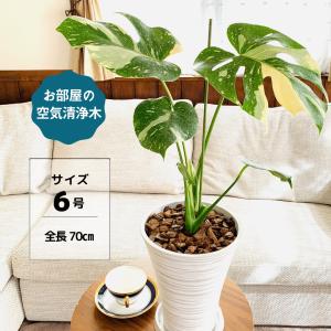 【現品】モンステラ・タイコンステレーション　6号　黒鉢　（1） 現品】モンステラ・タイコンステレーション 6号 黒鉢 （1）