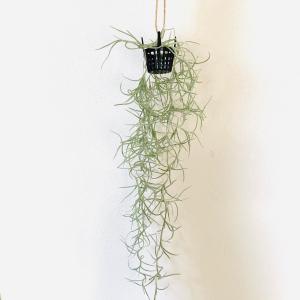 おしゃれ 観葉植物 エアープランツ：チランジア ガルドネリ*エア