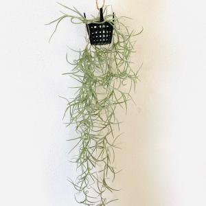 エアプランツ スパニッシュモス ウスネオイデス...の詳細画像1