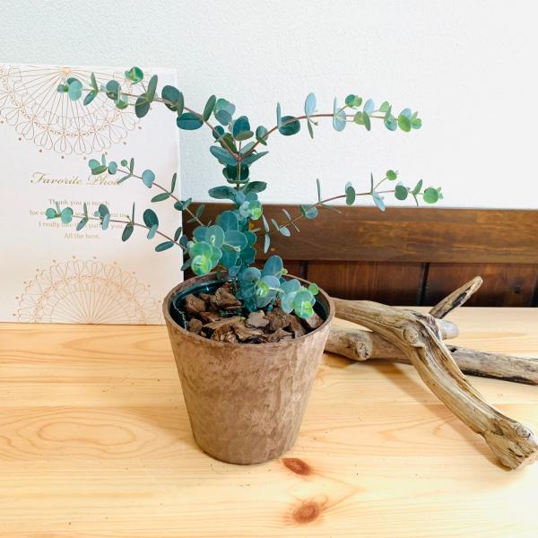 観葉植物　おしゃれ  ユーカリ　グニー　木の香りがする鉢　4号　ガーデニング　インテリア　引っ越し　...