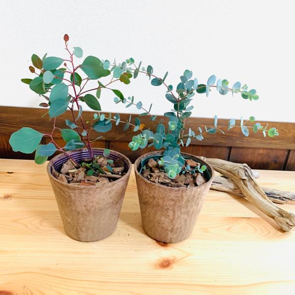 観葉植物　おしゃれ  ユーカリ　グニー　ポポラス　2種セット　木の香りがする鉢　4号　ガーデニング　...