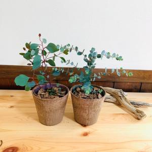 観葉植物 おしゃれ ユーカリ グニー ポポラス...の詳細画像1