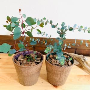 観葉植物 おしゃれ ユーカリ グニー ポポラス...の詳細画像2
