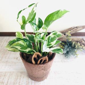 観葉植物　おしゃれ ポトス　エンジョイ　木の香りがする　3号　くるみ付　インテリア　ギフト　