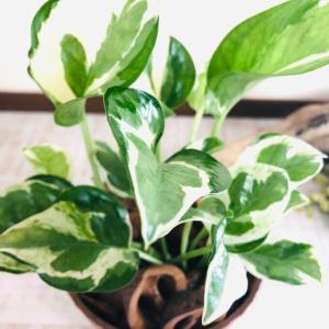 観葉植物 おしゃれ ポトス エンジョイ 木の香...の詳細画像1