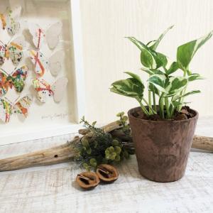 観葉植物 おしゃれ ポトス エンジョイ 木の香...の詳細画像2