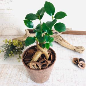 観葉植物 おしゃれ ガジュマル 木の香りがする...の詳細画像1
