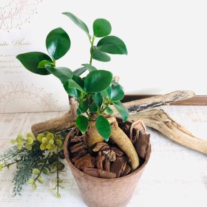 観葉植物 おしゃれ ガジュマル 木の香りがする...の詳細画像2