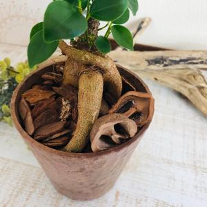 観葉植物 おしゃれ ガジュマル 木の香りがする...の詳細画像3