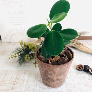 ★ジャボチカバ 大株 果樹 植物 木 希少種 造園 盆栽 ☆ジャボチカバ 大株 果樹 植物 木 希少種 造園 盆栽