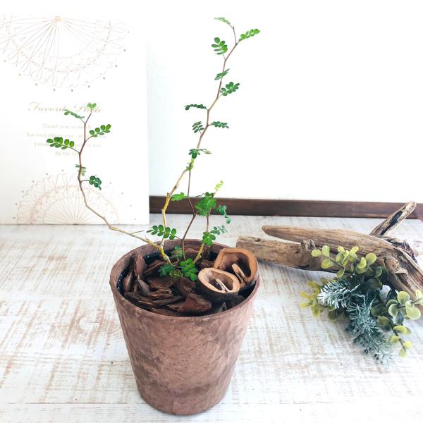 観葉植物　おしゃれ  ソフォラ メルヘンの木　木の香りがする鉢　3号　くるみ付