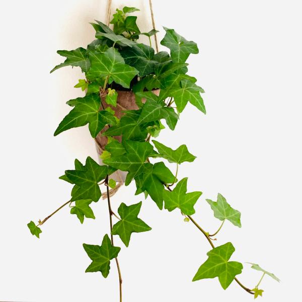 観葉植物　吊り下げ　アイビー　ロングサイズ 品種おまかせ ハンギング鉢　4号　受け皿付き　