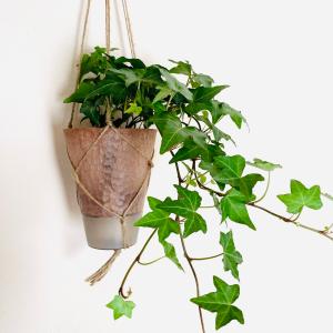 観葉植物 吊り下げ アイビー ロングサイズ 品...の詳細画像1