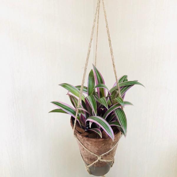 観葉植物　吊り下げ　ムラサキオモト　オーロラ  　4号　受け皿付き　木の香りがする鉢