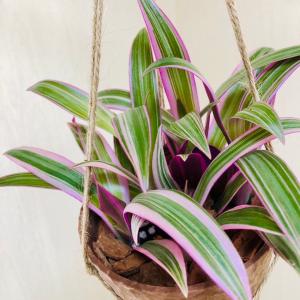 観葉植物 吊り下げ ムラサキオモト オーロラ ...の詳細画像4