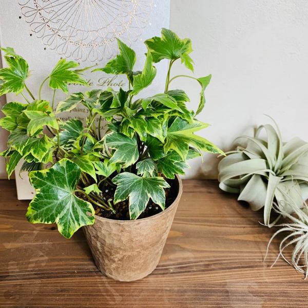 観葉植物　おしゃれ  アイビー　品種おまかせ　木の香りがする鉢　3号　くるみ付　インテリア