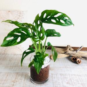 おしゃれ 観葉植物 エアープランツ：チランジア ベルゲリ クランプ