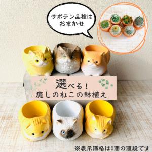 選べる　小さな猫の鉢植え　サボテンの品種はおまかせ　多肉植物　インテリア　在宅ワーク　デスク