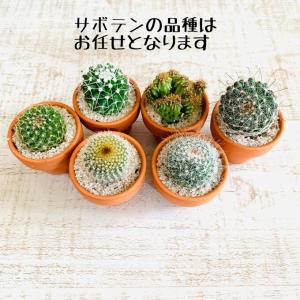選べる 小さな猫の鉢植え サボテンの品種はおま...の詳細画像2
