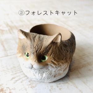 選べる 小さな猫の鉢植え サボテンの品種はおま...の詳細画像4