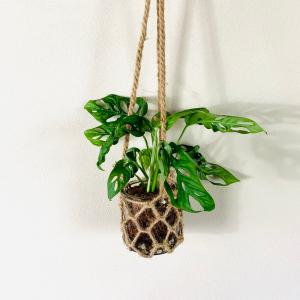 観葉植物 おしゃれ ガジュマルの木 パンダガジュマル 尖閣ガジュマル