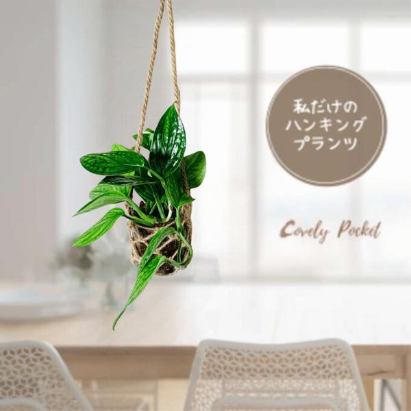 壁掛け　オシャレ　モンステラ　ジェイドシャトルコック　グラスハンギング　ベラボン植え　インテリア　観...