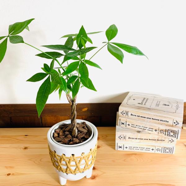 観葉植物　おしゃれ　編み込み　パキラ　5号　ホワイト　ラタン鉢　インテリア　引っ越し　ギフト