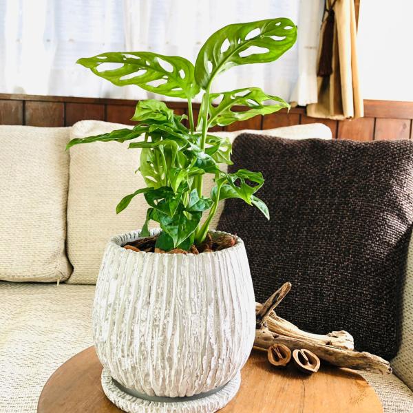 観葉植物　おしゃれ　モンステラ　マドカズラ　アンティーク陶器鉢　受け皿付き　5号