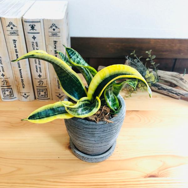 観葉植物　おしゃれ   サンスベリア　トルネード　3号　受け皿付き　グレー陶器鉢　インテリア