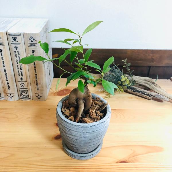 観葉植物　おしゃれ   ガジュマル　3号　グレー陶器鉢　受け皿付き　インテリア