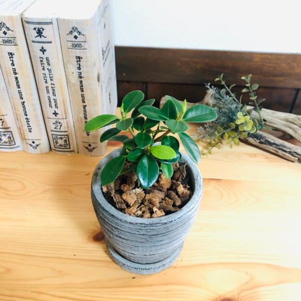 観葉植物　おしゃれ   パンダガジュマル　尖閣ガジュマル　3号　グレー陶器鉢　受け皿付き　インテリア