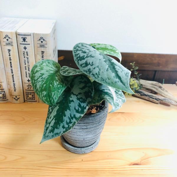 観葉植物　おしゃれ  モンステラ　スキンダプサス　3号　グレー陶器鉢　受け皿付き　インテリア