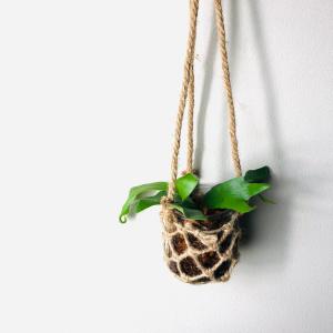 チャーム（charm） （観葉植物）ビカクシダ板付けセット コウモリラン