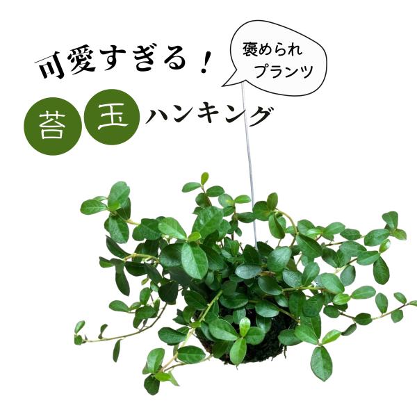 おしゃれ　観葉植物　苔玉　つる性ガジュマル　ハンギング　　インテリア　壁掛け