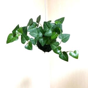 おしゃれ 観葉植物 苔玉 ハートアイビー ハン...の詳細画像1