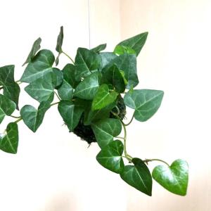 おしゃれ 観葉植物 苔玉 ハートアイビー ハン...の詳細画像2