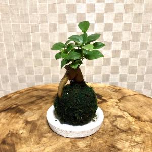 苔玉 パンダガジュマル 小さい盆栽 受け皿付き インテリア 観葉植物