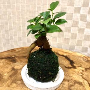 苔玉 ガジュマル 小さい盆栽 受け皿付き イン...の詳細画像1