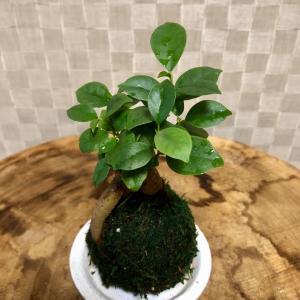 苔玉 ガジュマル 小さい盆栽 受け皿付き イン...の詳細画像2