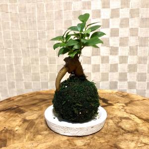 苔玉 ガジュマル 小さい盆栽 受け皿付き イン...の詳細画像3