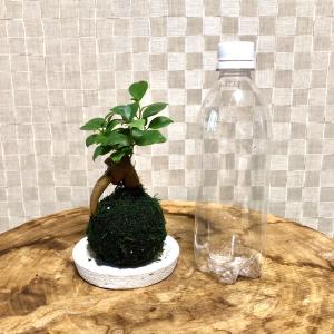 苔玉 ガジュマル 小さい盆栽 受け皿付き イン...の詳細画像4