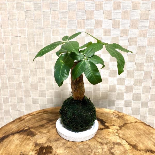 苔玉　パキラ　小さい盆栽　受け皿付き　インテリア　観葉植物