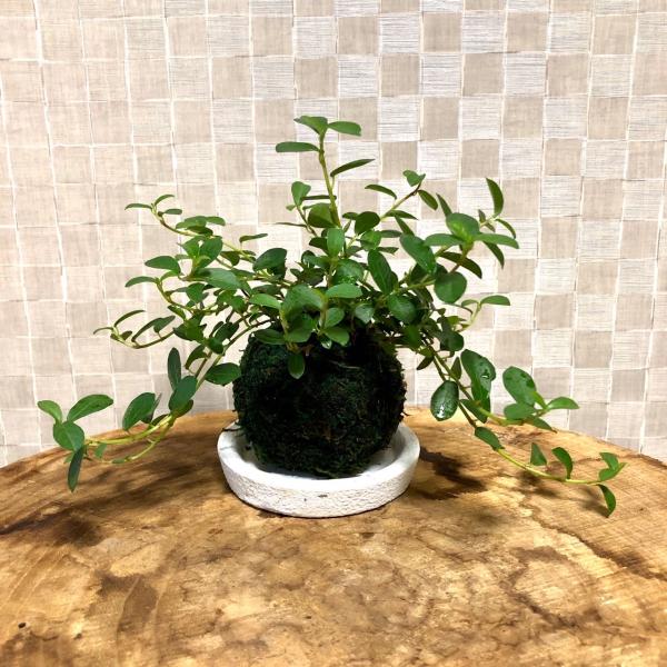 苔玉　つる性ガジュマル　小さい盆栽　受け皿付き　インテリア　観葉植物