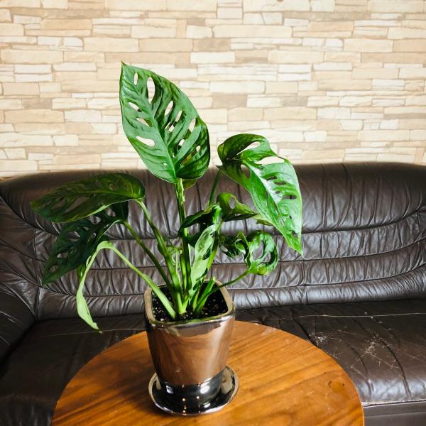 おしゃれ　インテリア　モンステラ・マドカズラ　4号　メタリック　シルバー鉢　受け皿付き　観葉植物　